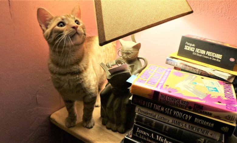 cat 1